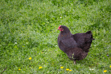 Homemade chicken on a green meadow. Animals