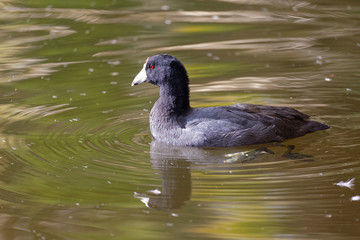 American Coot Swimming