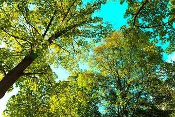 Nature in Beauty of the moment sunny walk