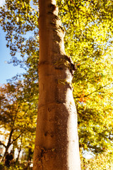 Nature in Beauty of the moment sunny walk