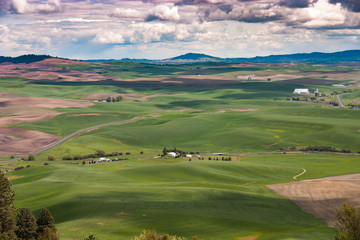 Obraz premium Rolling green hills of the Palouse and cloudy sky in early summer
