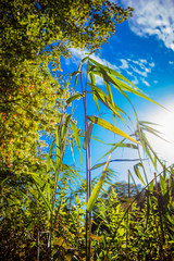 Nature in Beauty of the moment sunny walk