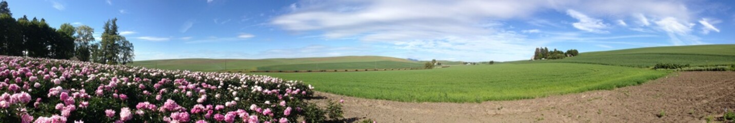 Fototapeta na wymiar Peony field and green rolling fields in the background with blue sky