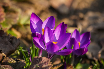 Purple crocuses spring flowers