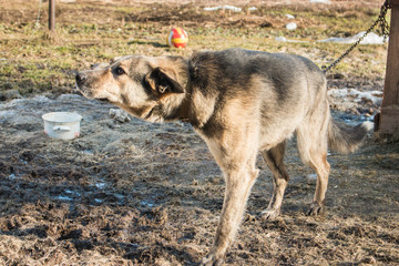 Young guard sentry dog walks around the booth on a chain