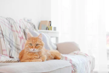 Fotobehang Fluffy red cat lying on sofa © Africa Studio