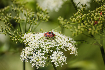 Red insect on flower