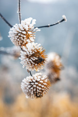 natural background from frozen plant covered with hoarfrost