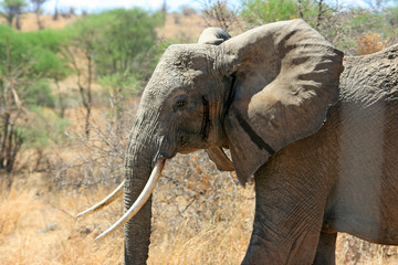 Landschaft mit Elefanten in Tansania
