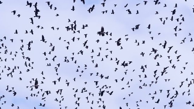 4K. Flock of birds swarming against a blue sky with clouds. 4K.