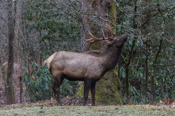 Elk eating at Cataloochee Valley, Great Smoky Mountains National Park, North Carolina