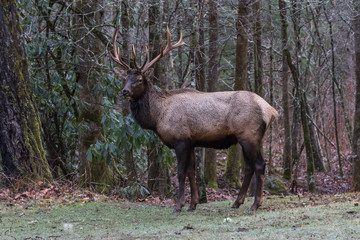 Naklejka na ściany i meble Elk at Cataloochee Valley, Great Smoky Mountains National Park, North Carolina