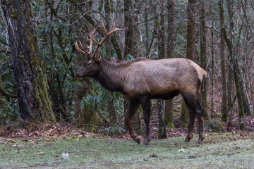 Elk walking at Cataloochee Valley, Great Smoky Mountains National Park, North Carolina