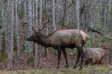 Naklejka na ściany i meble Elks at Cataloochee Valley, Great Smoky Mountains National Park, North Carolina