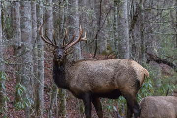 Naklejka na ściany i meble Elk staring at Cataloochee Valley, Great Smoky Mountains National Park, North Carolina