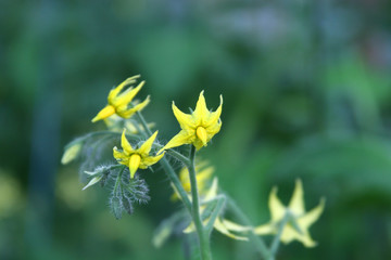 tomato flowers on green background, Blur and select focus