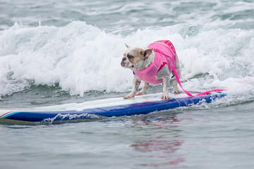 Dog surfing at Surf Dog Helen Woodward surfing competition