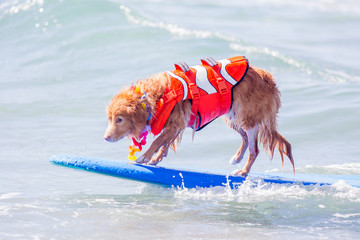 Surf Dog Helen Woodward surfing competition