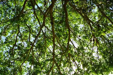 Fototapeta na wymiar tree top / florianópolis / brazil