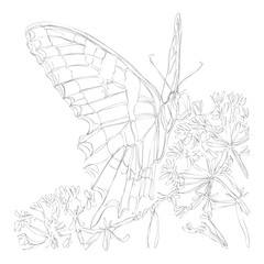 beautiful flowers line art continuous line drawing