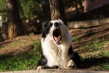 border collie lies on stone wall in the park