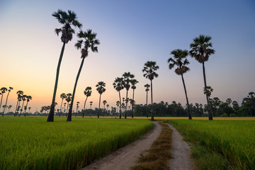 Obraz premium Palm trees on rice field