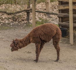 Lama guanicoe in spring nice day