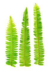 Fresh fern leaf isolated on white background