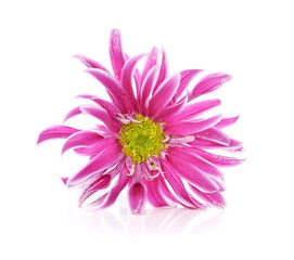 Pink daisy flower isolated on white