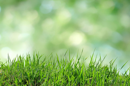 Green grass isolated on a green bokeh background