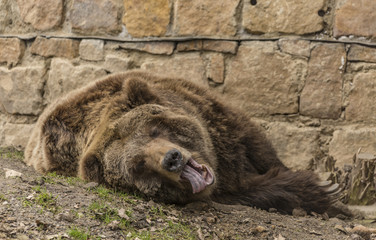 Fototapeta premium Bear grizzly in spring cloudy day