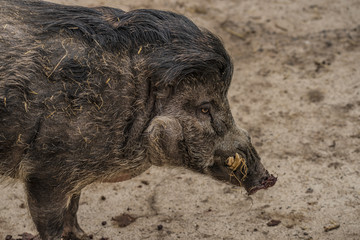 Visayan warty pig in spring nice day