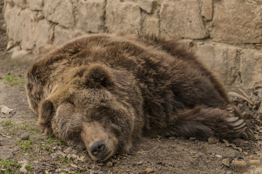 Bear grizzly in spring cloudy day
