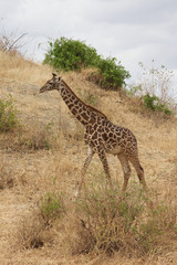 A Male Giraffe Walking in Tanzania