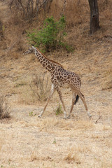 A Single Giraffe Walking by in Tanzania