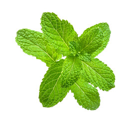 peppermint isolated on the white background