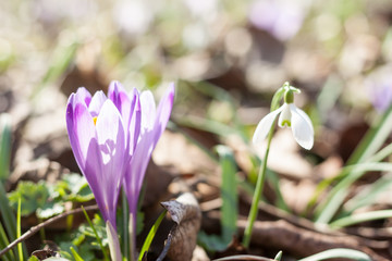 spring violet crocuses and snowdrops in forest