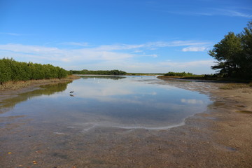 Florida Landscape