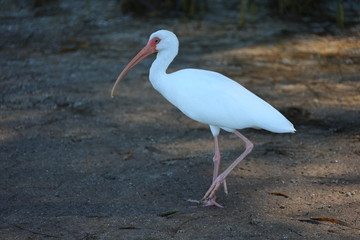 White Florida Egret