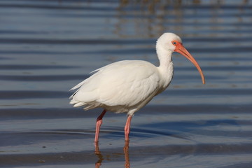 White Florida Bird