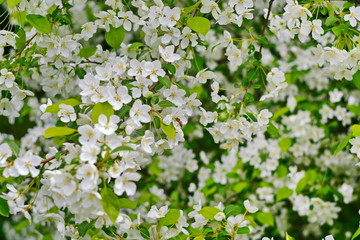 numerous flowers of Apple tree in spring