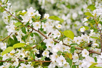 bees collect fresh nectar on numerous flowers of Apple tree in spring.