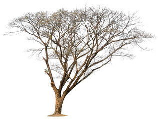 Fototapeta na wymiar tree nature on white background of Isolated