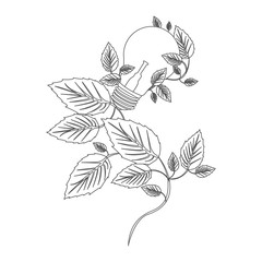 grayscale contour with light bulbs and creeper plant vector illustration