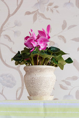 Bouquet of spring flowers in a flowerpot, pink cyclamen.
