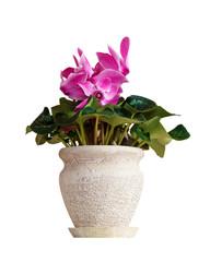 Bouquet of spring flowers in a flowerpot, pink cyclamen. Isolated, white ..background.