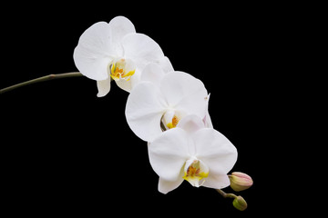 Thai White orchid isolation on black
