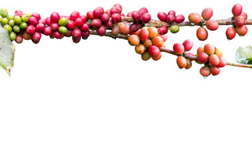 Red coffee bean branch isolation on white for frame design