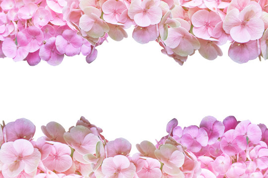 Pink hydrangea flower frame on white background