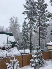 высокие сосны покрытые свежим пушистым снегом © Dannataly